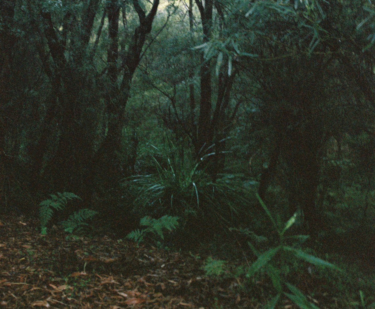 Ancient karri forest, southwest Western Australia